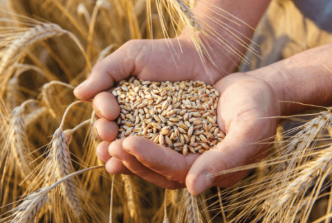 grain-de-ble-555-1 grain-de-ble-555-1